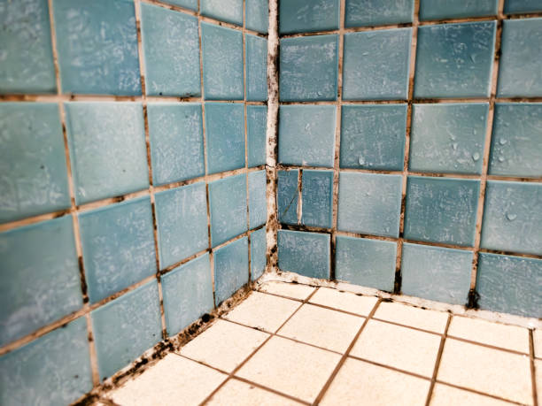 Best Comprehensive Air Testing for Mold Contaminants  in Noroton Heights, CT