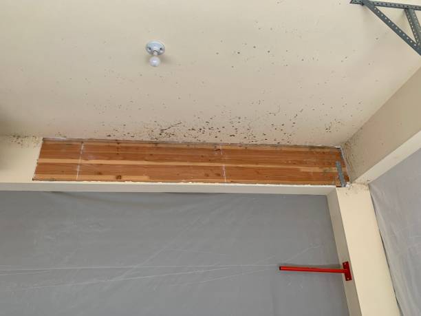 Best Dehumidification Services  in Noroton Heights, CT