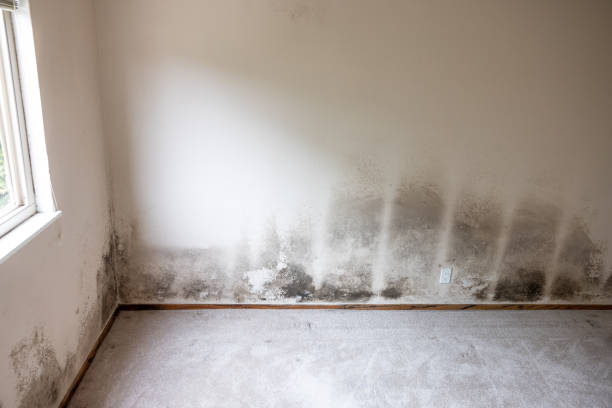 Best Forensic Mold Investigation  in Noroton Heights, CT