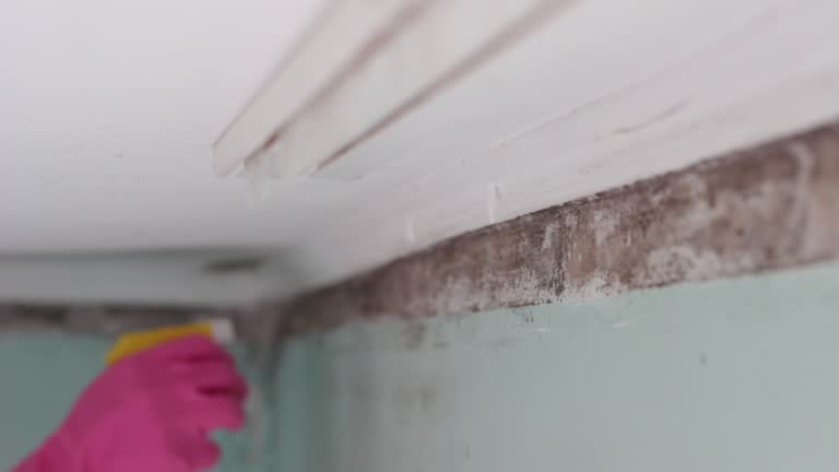 Best Crawl Space Mold Remediation  in Noroton Heights, CT